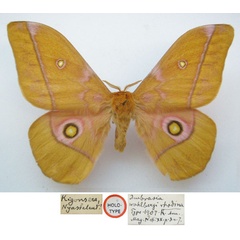 /filer/webapps/moths/media/images/R/rhodina_Imbrasia_HT_NHMUKa.jpg