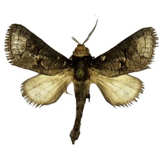 /filer/webapps/moths/media/images/S/strohlei_Afroarabiella_HT_Yakovlev.jpg