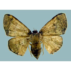 /filer/webapps/moths/media/images/A/arabukoensis_Isoplenodia_AF_ZSM.jpg