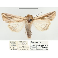 /filer/webapps/moths/media/images/L/leucogramma_Mythimna_AM_BMNH_02.jpg