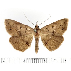 /filer/webapps/moths/media/images/Z/zygia_Maxera_AM_BMNH_01.jpg