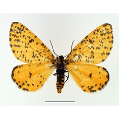 /filer/webapps/moths/media/images/G/geometrina_Zerenopsis_AF_TMSA.jpg