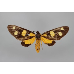 /filer/webapps/moths/media/images/Q/quadrimacula_Thyrosticta_HT_BMNH.jpg