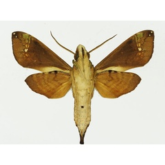 /filer/webapps/moths/media/images/M/marcida_Antinephele_AM_Basquin_01b.jpg