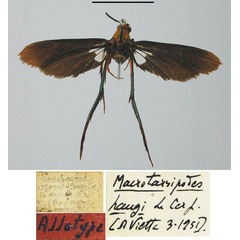 /filer/webapps/moths/media/images/H/haugi_Macrotarsipodes_AT_MNHN.jpg