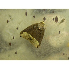 /filer/webapps/moths/media/images/L/leucosticha_Plecoptera_A_Goff_02.jpg