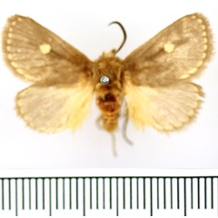/filer/webapps/moths/media/images/M/marginata_Cosuma_AM_BMNH.jpg