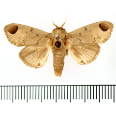/filer/webapps/moths/media/images/S/sordida_Rhypteira_AF_BMNH.jpg