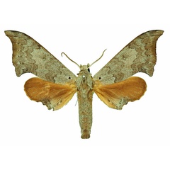 /filer/webapps/moths/media/images/A/anochus_Polyptychus_AM_Basquin_03a.jpg