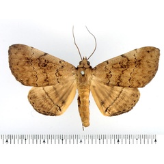 /filer/webapps/moths/media/images/D/discipuncta_Blasticorhinus_AM_BMNH_02.jpg