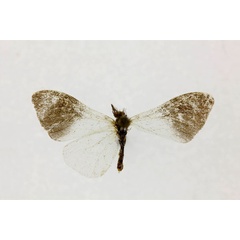 /filer/webapps/moths/media/images/L/longivalva_Asynetha_PT_RMCA.jpg
