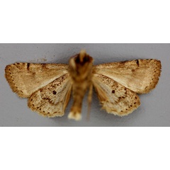 /filer/webapps/moths/media/images/S/siccata_Athetis_A_RMCA_02.jpg