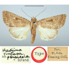 /filer/webapps/moths/media/images/P/persicola_Hadjina_HT_BMNH.jpg