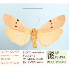 /filer/webapps/moths/media/images/T/trinitas_Zobida_A_MGCLa_01.JPG