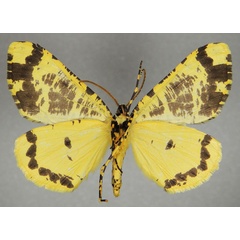 /filer/webapps/moths/media/images/T/tricoloraria_Rhodophthitus_AM_ZSMb.jpg