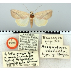 /filer/webapps/moths/media/images/C/carniola_Arcyophora_HT_BMNH.jpg