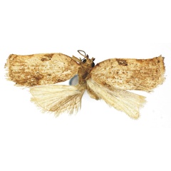 /filer/webapps/moths/media/images/O/oluduana_Choristoneura_HT_RMCA.jpg
