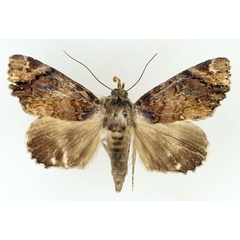 /filer/webapps/moths/media/images/G/gravipes_Nagia_AM_TMSA_02.jpg