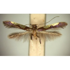 /filer/webapps/moths/media/images/C/chrysoplaca_Caloptilia_HT_TMSA5608.jpg