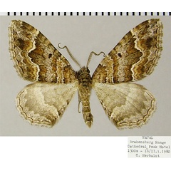 /filer/webapps/moths/media/images/E/explanata_Mimoclystia_AM_ZSMa.jpg