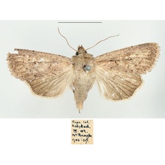 /filer/webapps/moths/media/images/P/phaeochroa_Mythimna_AF_BMNH.jpg