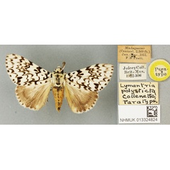 /filer/webapps/moths/media/images/P/polysticta_Lymantria_PTM_BMNH_01a.jpg
