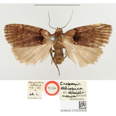 /filer/webapps/moths/media/images/O/obsoletimacula_Cretonia_HT_BMNH.jpg