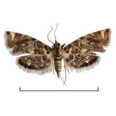 /filer/webapps/moths/media/images/I/interopalis_Eoophyla_HT_BMNH.jpg