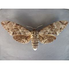/filer/webapps/moths/media/images/N/natalensis_Macropoliana_A_Baron_01.jpg