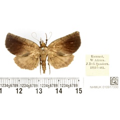 /filer/webapps/moths/media/images/S/spurrelli_Hollandia_PTM_BMNH.jpg