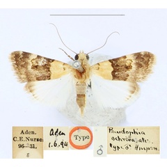 /filer/webapps/moths/media/images/O/ochribasalis_Pseudophia_HT_BMNH.jpg