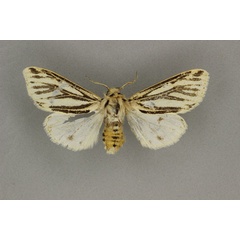 /filer/webapps/moths/media/images/A/atropunctata_Paralpenus_PLT_BMNH.jpg