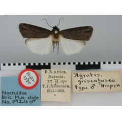 /filer/webapps/moths/media/images/G/griseofusca_Agrotis_HT_BMNH.jpg