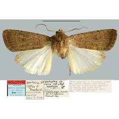 /filer/webapps/moths/media/images/E/excelsa_Spodoptera_HT_MNHN.jpg