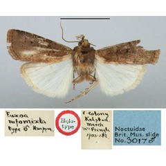 /filer/webapps/moths/media/images/R/rufomixta_Euxoa_HT_BMNH.jpg