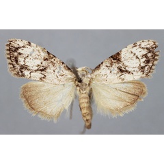 /filer/webapps/moths/media/images/A/arcanalis_Meganola_A_BMNH.jpg