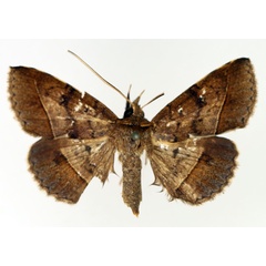 /filer/webapps/moths/media/images/F/fumipennis_Tatorinia_AM_TMSA_02.jpg