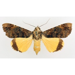 /filer/webapps/moths/media/images/V/variegata_Ulotrichopus_AF_TMSA_01.jpg