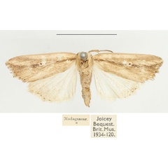 /filer/webapps/moths/media/images/C/circulus_Mythimna_AM_BMNH.jpg