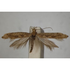 /filer/webapps/moths/media/images/M/megapterella_Plutella_A_BMNH.jpg