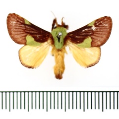 /filer/webapps/moths/media/images/G/gravidipes_Hilipoda_AM_BMNH.jpg