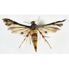 /filer/webapps/moths/media/images/S/socotranus_Deuterocopus_A_NHMO.jpg