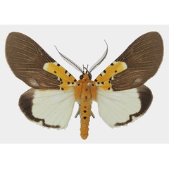 /filer/webapps/moths/media/images/S/speciosa_Asota_AM_Basquina.jpg