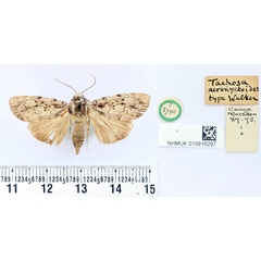 /filer/webapps/moths/media/images/A/acronyctoides_Tachosa_HT_BMNH.jpg