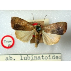/filer/webapps/moths/media/images/L/lubinatoides_Maurilia_HT_BMNH.jpg