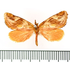 /filer/webapps/moths/media/images/S/sericea_Crothaema_AM_BMNH.jpg