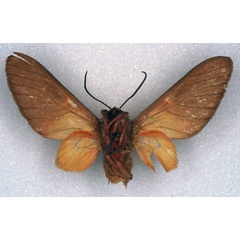 /filer/webapps/moths/media/images/A/angolensis_Balacra_PT_ZSM_02.jpg