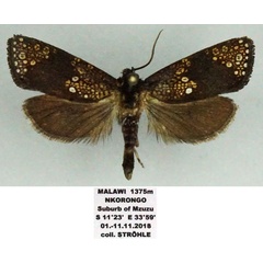 /filer/webapps/moths/media/images/A/albiguttata_Trichocossus_AM_Stroehle.jpg