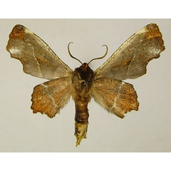 /filer/webapps/moths/media/images/N/nigraria_Thenopa_AM_ZSMb.jpg