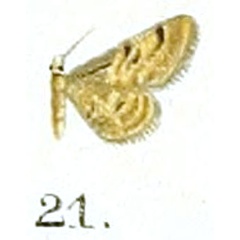 /filer/webapps/moths/media/images/P/plesioscotia_Ptychopoda_HT_Prout_16-21.jpg